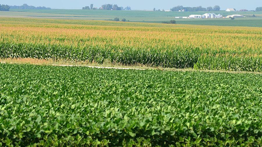 Soybean market turns attention to weather, crop potential